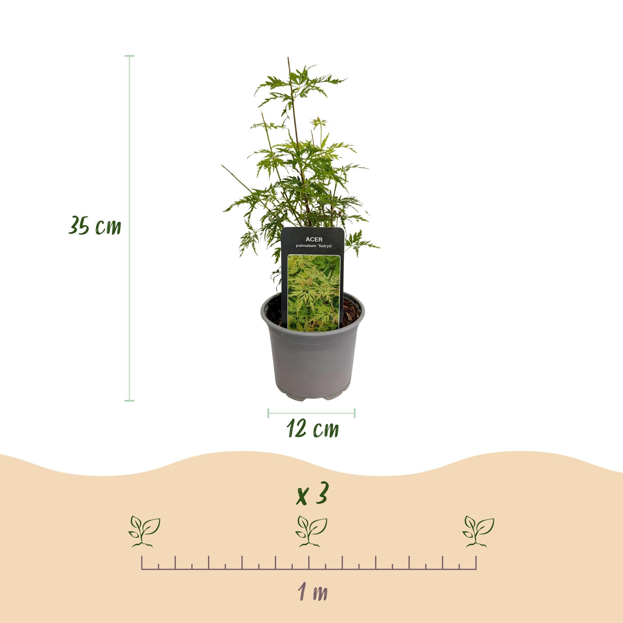 Acer palmatum Seiryu - Groen 3 Planten - Bladverliezend - Weinig Onderhoud  - Pot 12cm Hoogte 35cm