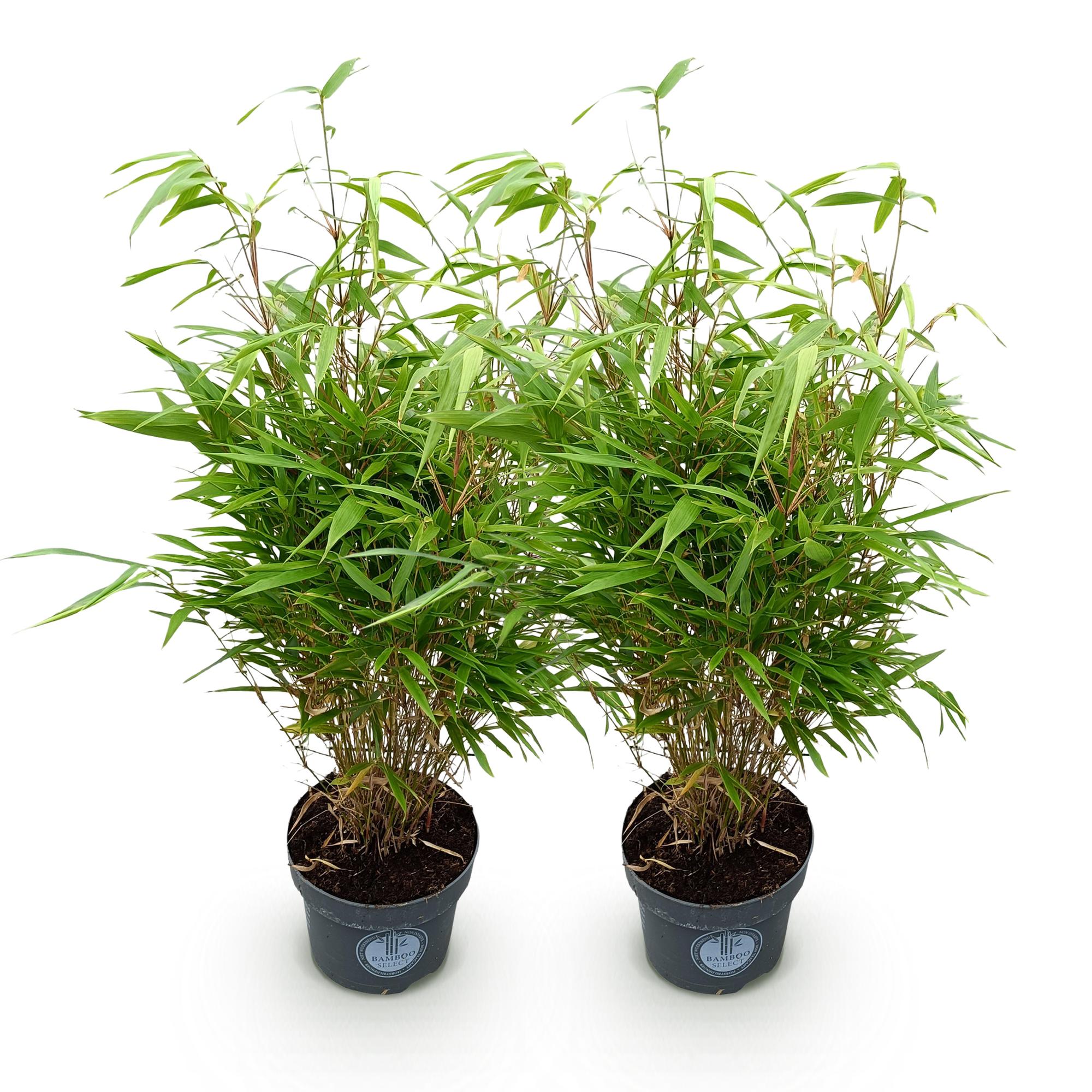 Fargesia Rufa - Niet Woekerende Bamboe - Bladhoudend - Groen - 2 Planten - Pot 23 cm - Hoogte 80 cm