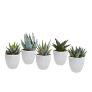 Gasteria/Haworthia mix 5,5cm - in witte pot - 5x
