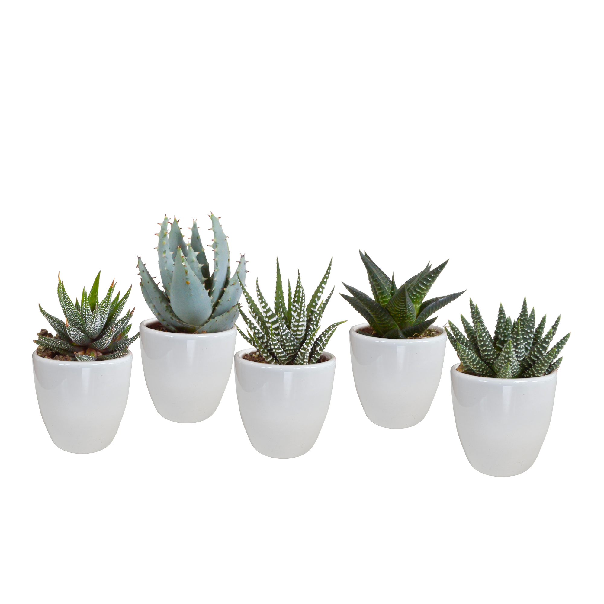 Gasteria/Haworthia mix 5,5cm - in witte pot - 5x