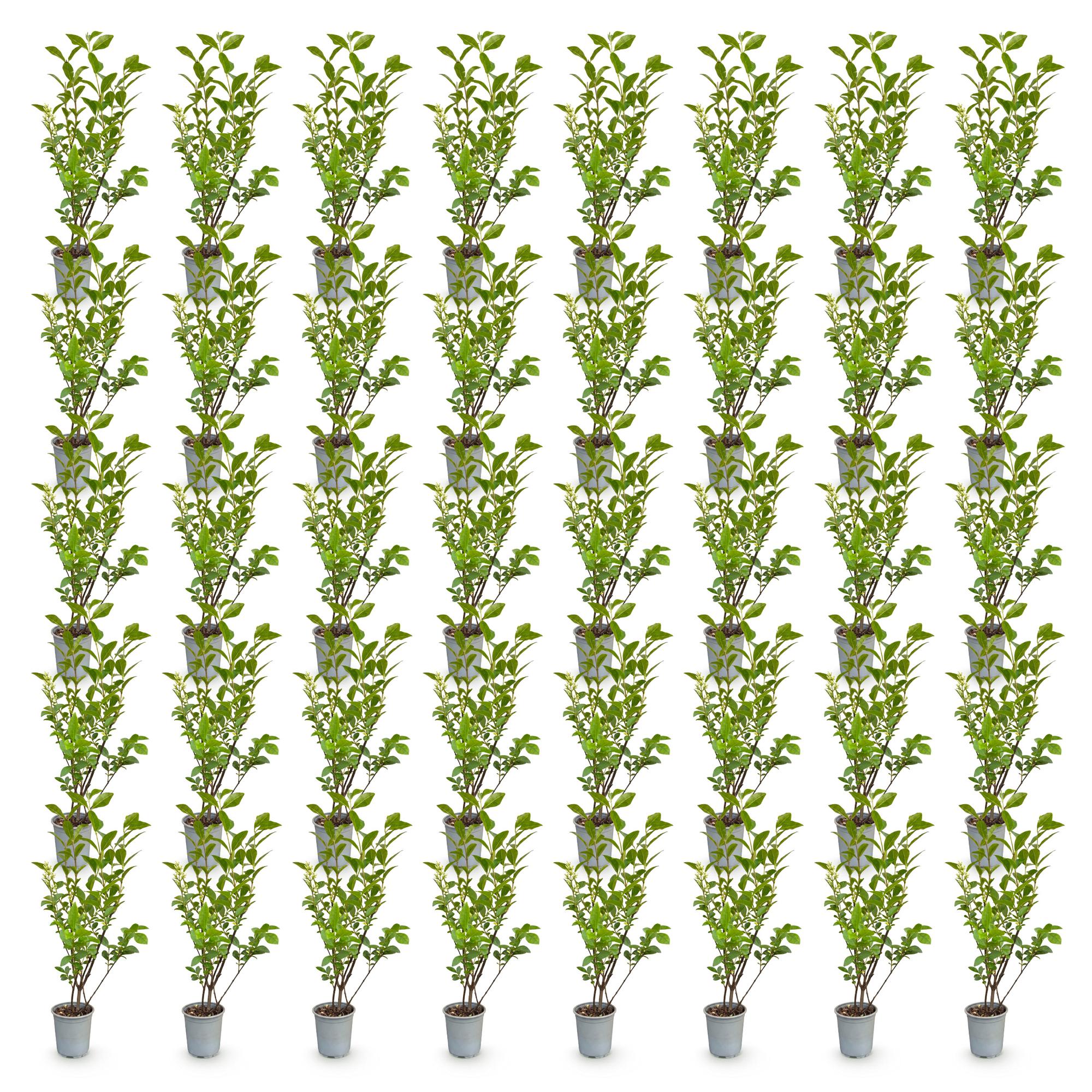 Ligustrum ovalifolium - 40x Gewone Liguster - Haagplanten - Groenblijvend - Groen - Pot 9cm - Hoogte 35-45cm