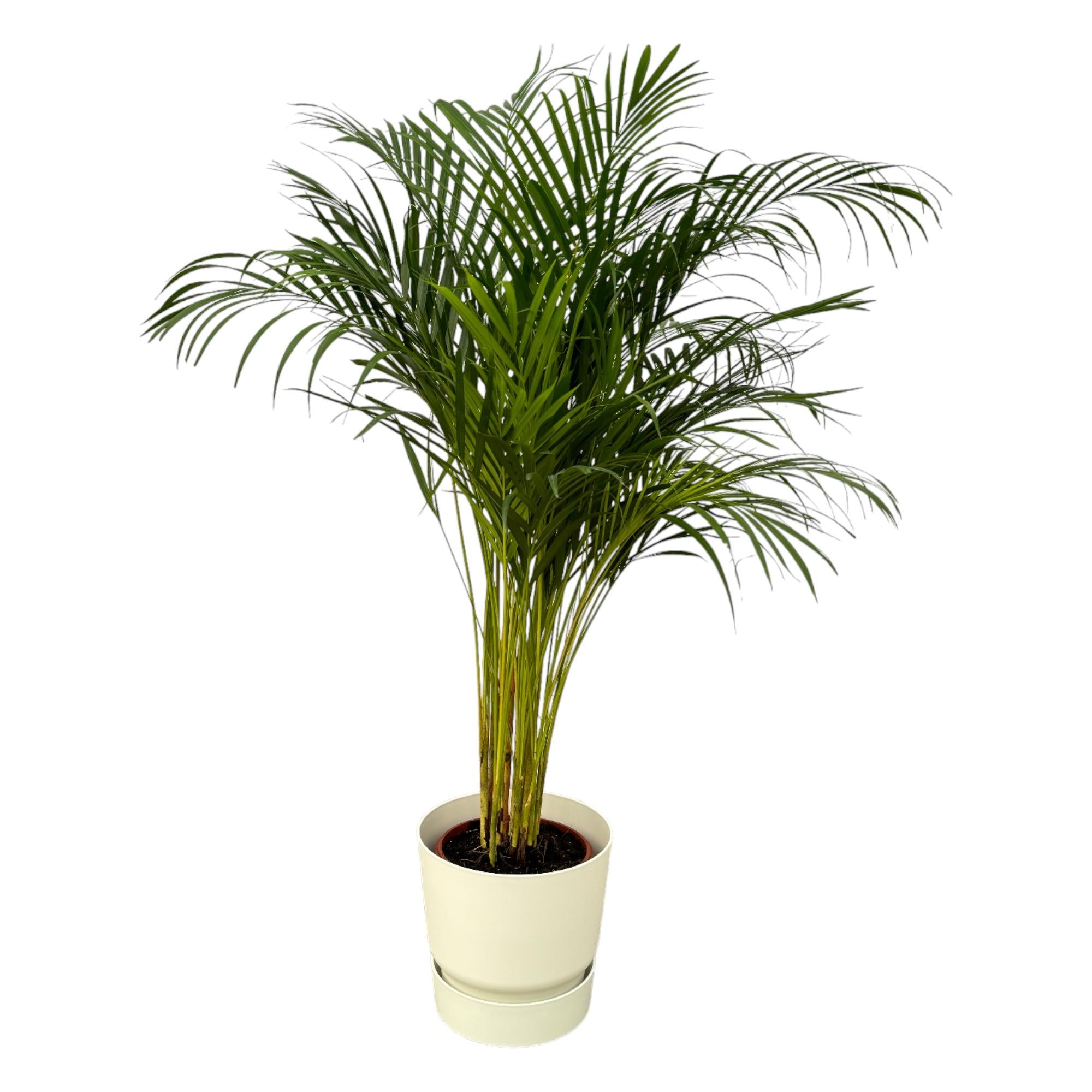 Areca-Palme - ↨130 cm - Ø24 cm inklusive elho Greenville Round weiß D30xH28