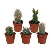 Mélange pour cactus 5,5 cm - floraison sans pot - 5x