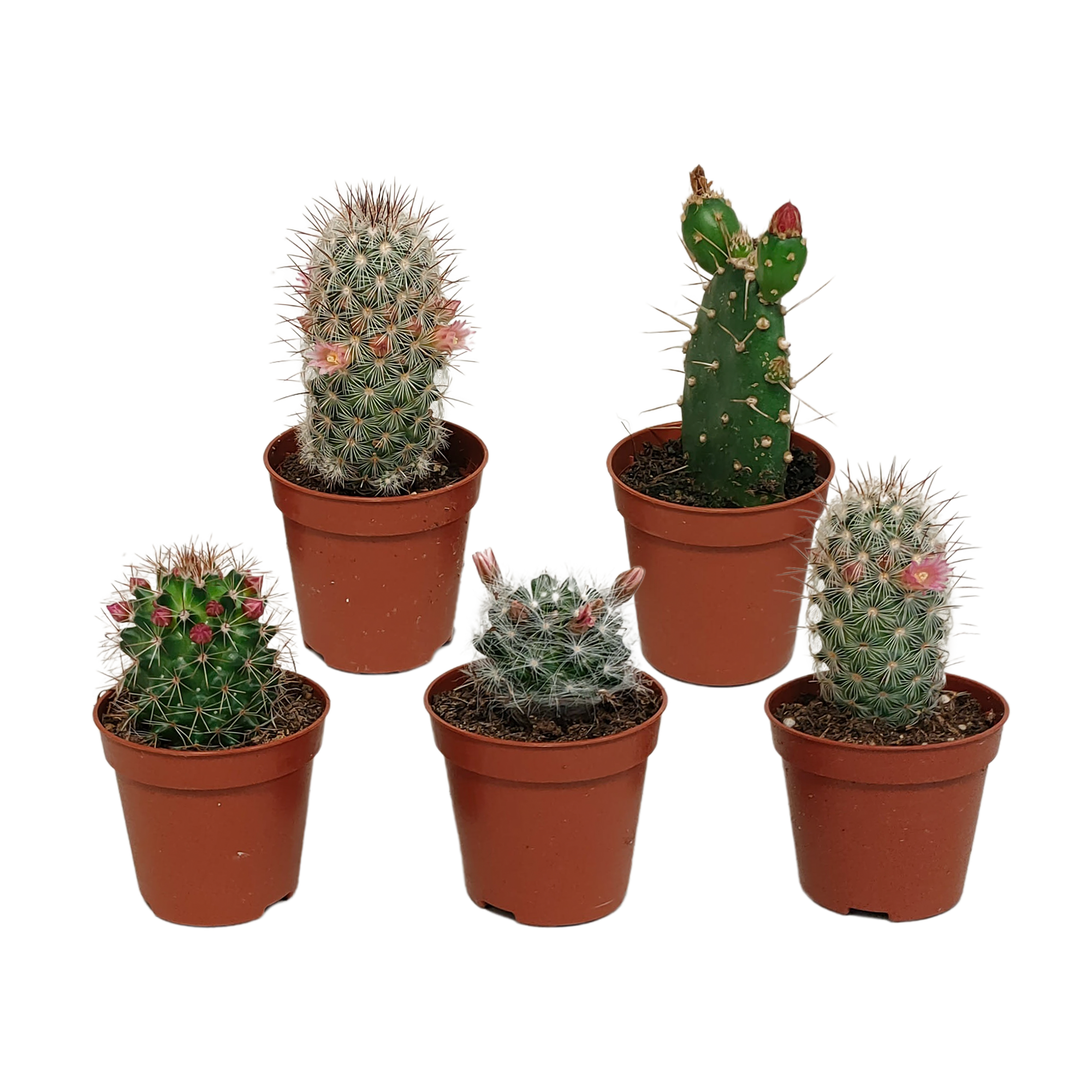 Mélange pour cactus 5,5 cm - floraison sans pot - 5x