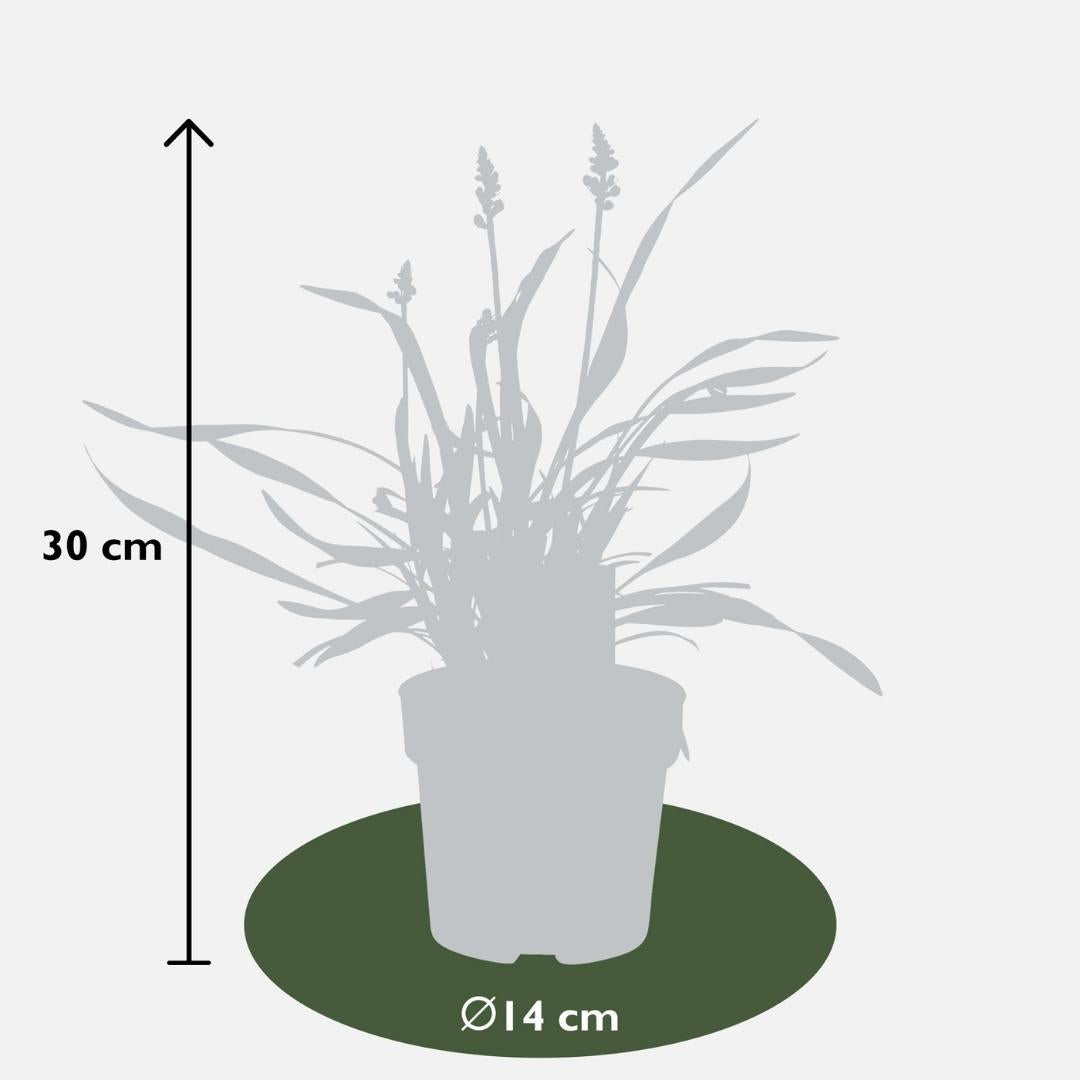 Liriope muscari 'Ingwersen' - 6x - Ø 14 cm - ↨ 25 cm