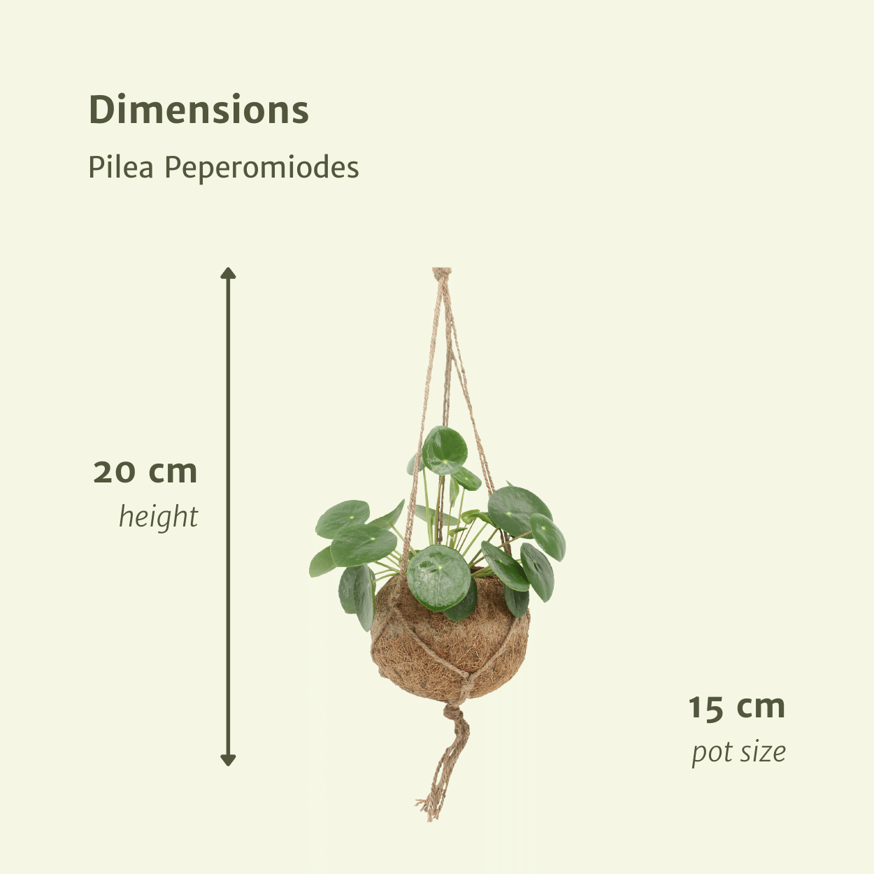 2x Kokodama Pilea Peperomiodes - Planta de panqueque - 20 cm - ø15