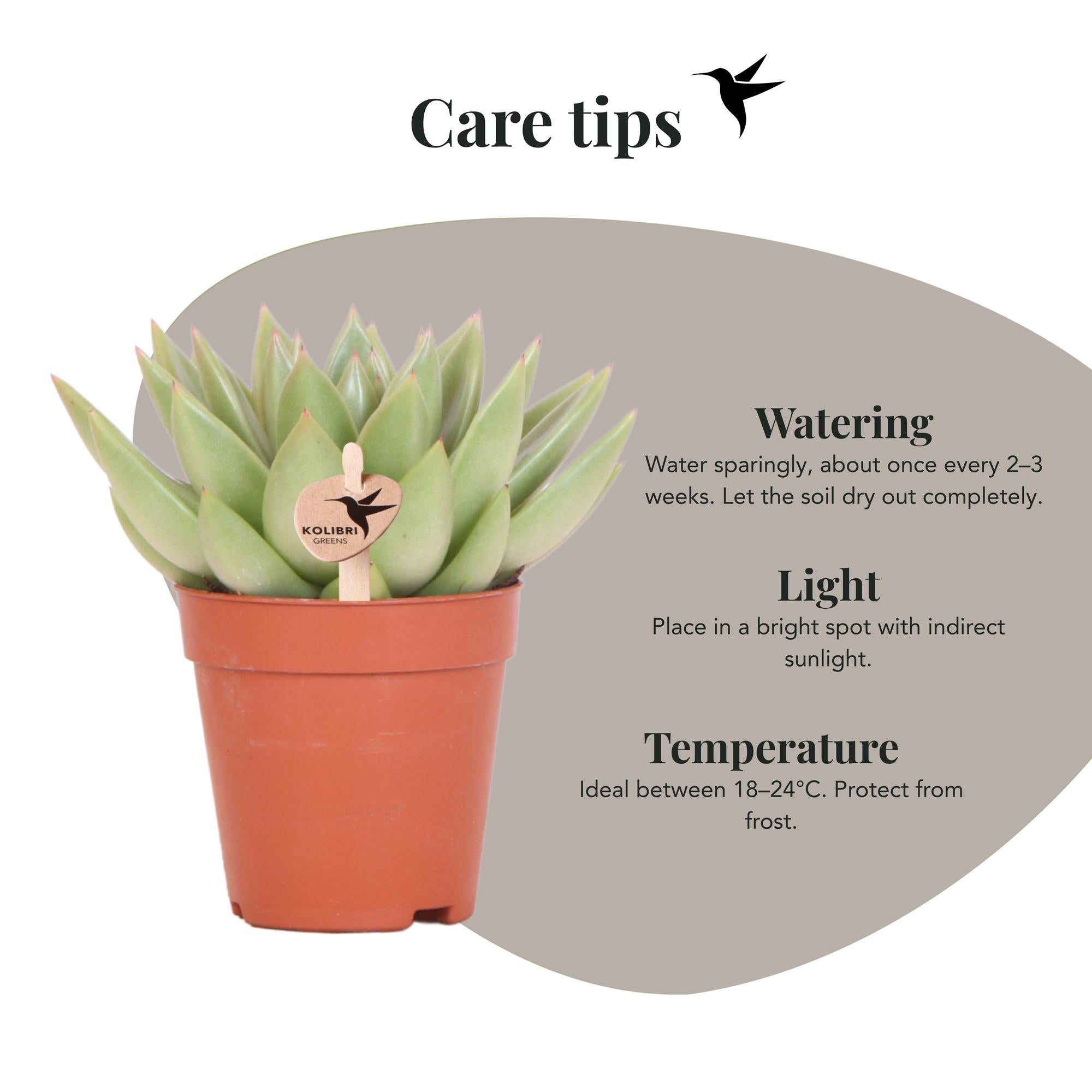 Kolibri Greens | Pianta verde - Echeveria Miranda succulenta | pianta da appartamento verde - fresca dal coltivatore - Ø9cm