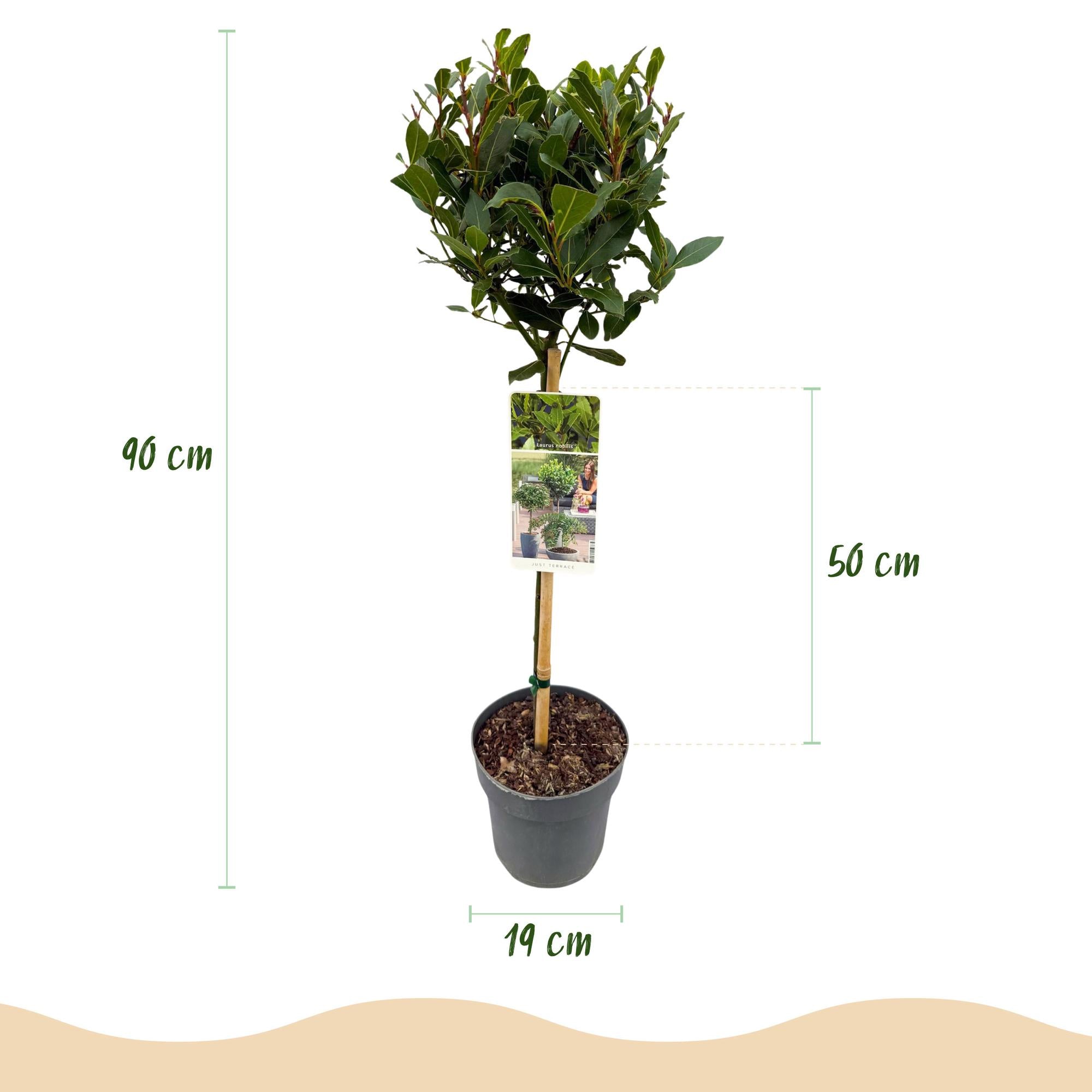 Laurus nobilis - Terras Plant - Bladhoudend - Winterhard - Groen Blad - Pot 19cm Hoogte 90cm