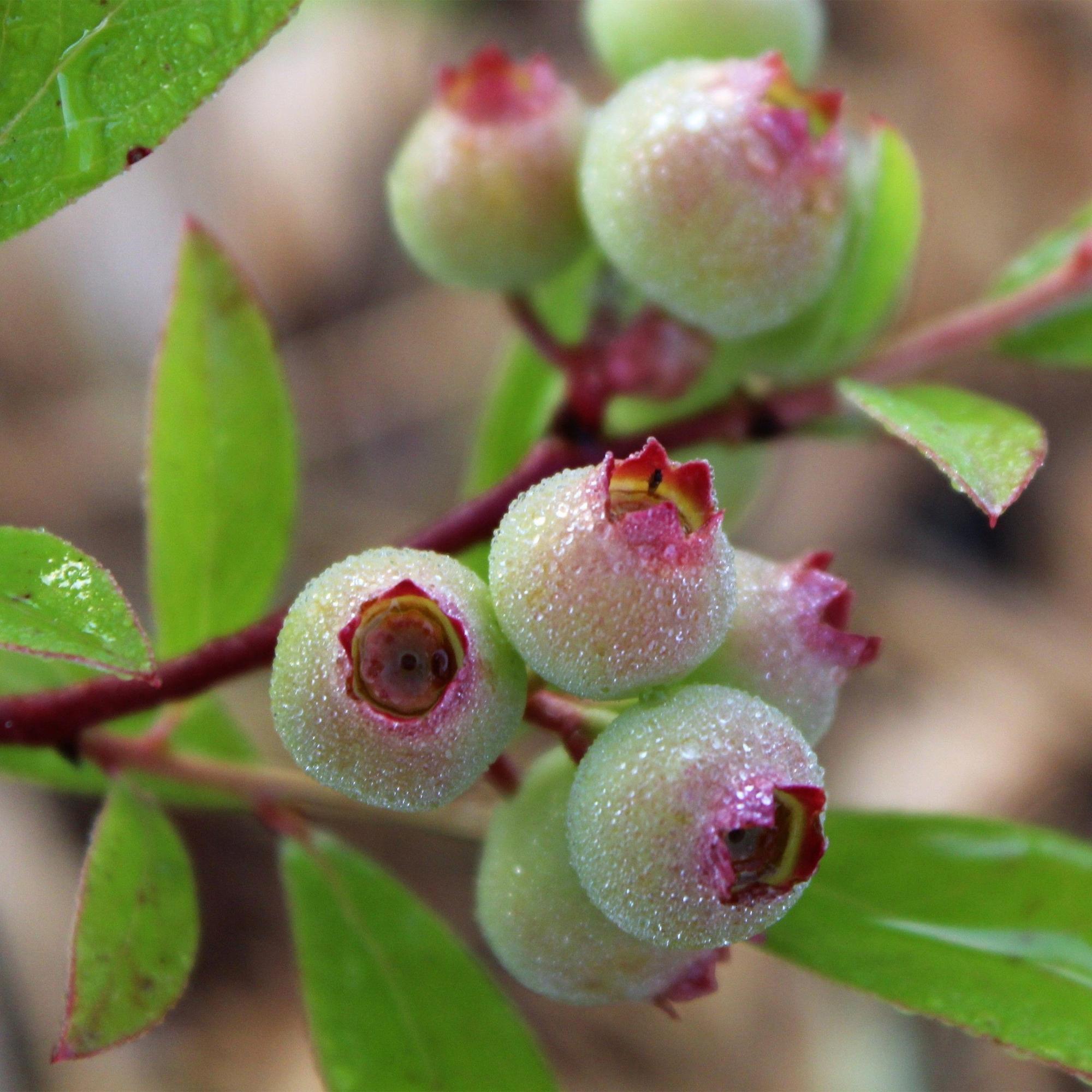 Vaccinium cor. Pink Lemonade - Roze Bosbes - Winterhard - Roze Bes - 2 Planten - Pot 15cm - Hoogte 50cm