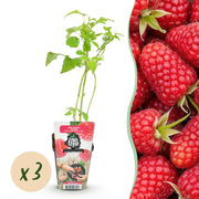 Framboos - Rubus idaeus Heritage - Winterhard - 3 Planten - Pot 9 cm - Rode Framboos