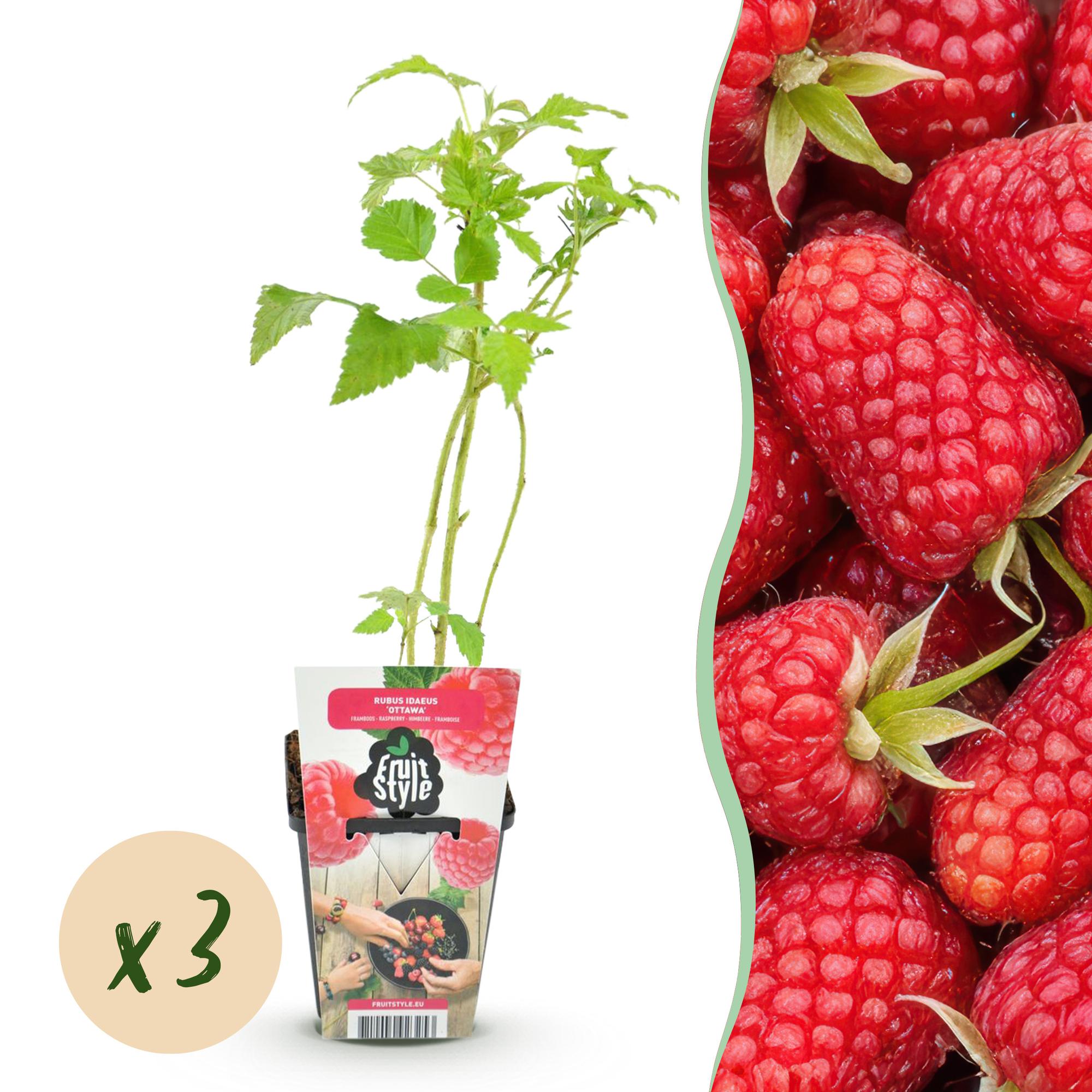 Framboos - Rubus idaeus Heritage - Winterhard - 3 Planten - Pot 9 cm - Rode Framboos