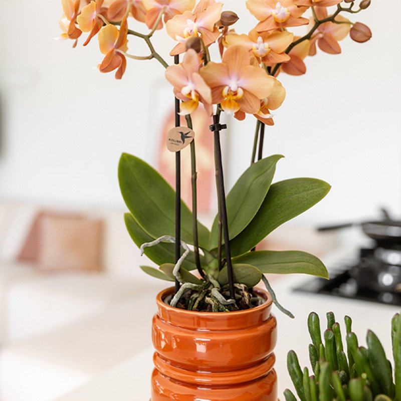 Kolibri Home | Noma sierpot - Terracotta - Ø9cm
