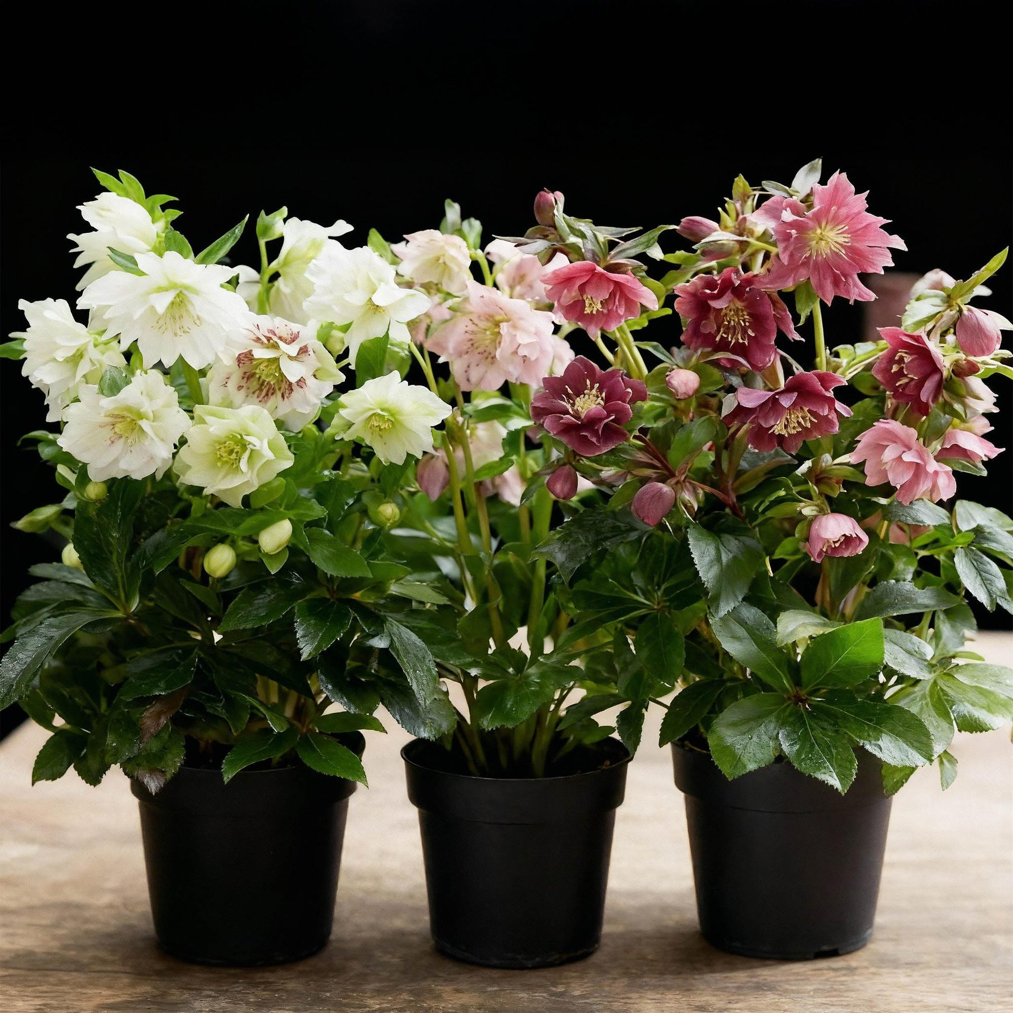 Lenten Rose - Helleborus orientalis Double Tricolour - Roze - Rode - Witte Bloem -3 Planten - Groenblijvend - Pot 14cm Hoogte 35cm