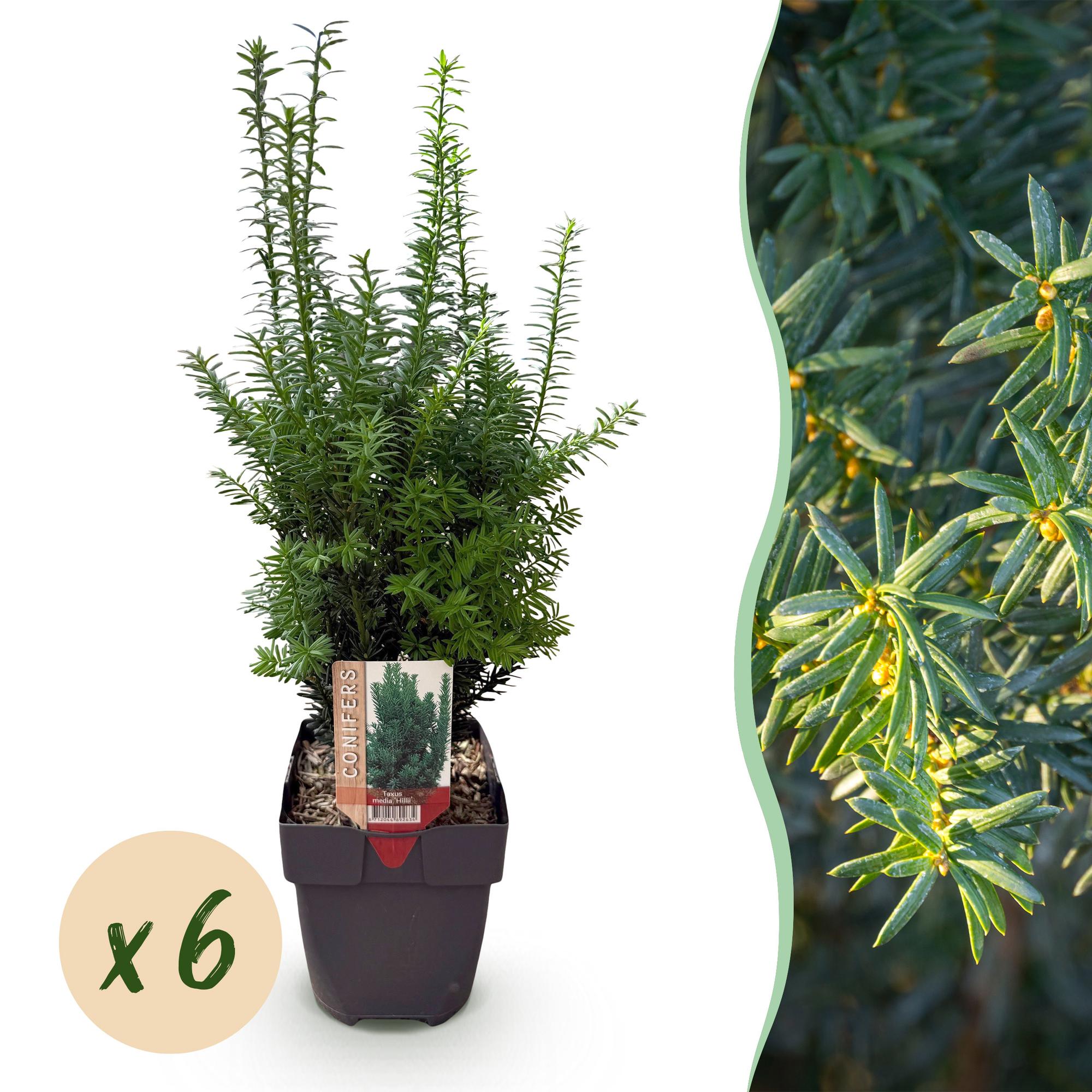 Taxus media Hilii - blad groen - 6 planten - 1 strekkende meter - groenblijvend - pot 17cm hoogte 60cm