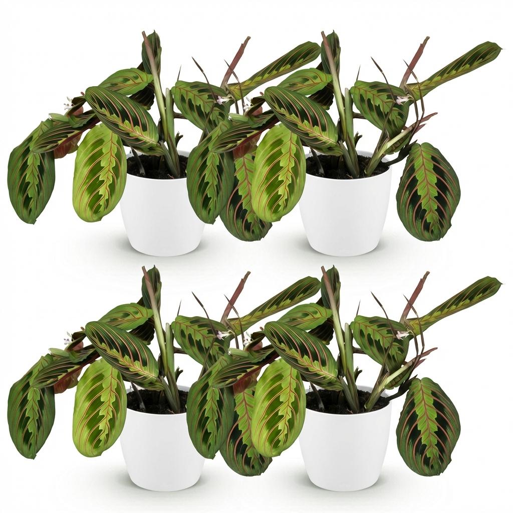 Maranta Fascinator Tricolour - Gebedsplant - Huisdiervriendelijke Plant - Groen - 4 Planten - met Potter Wit - Pot 12cm - Hoogte 25cm