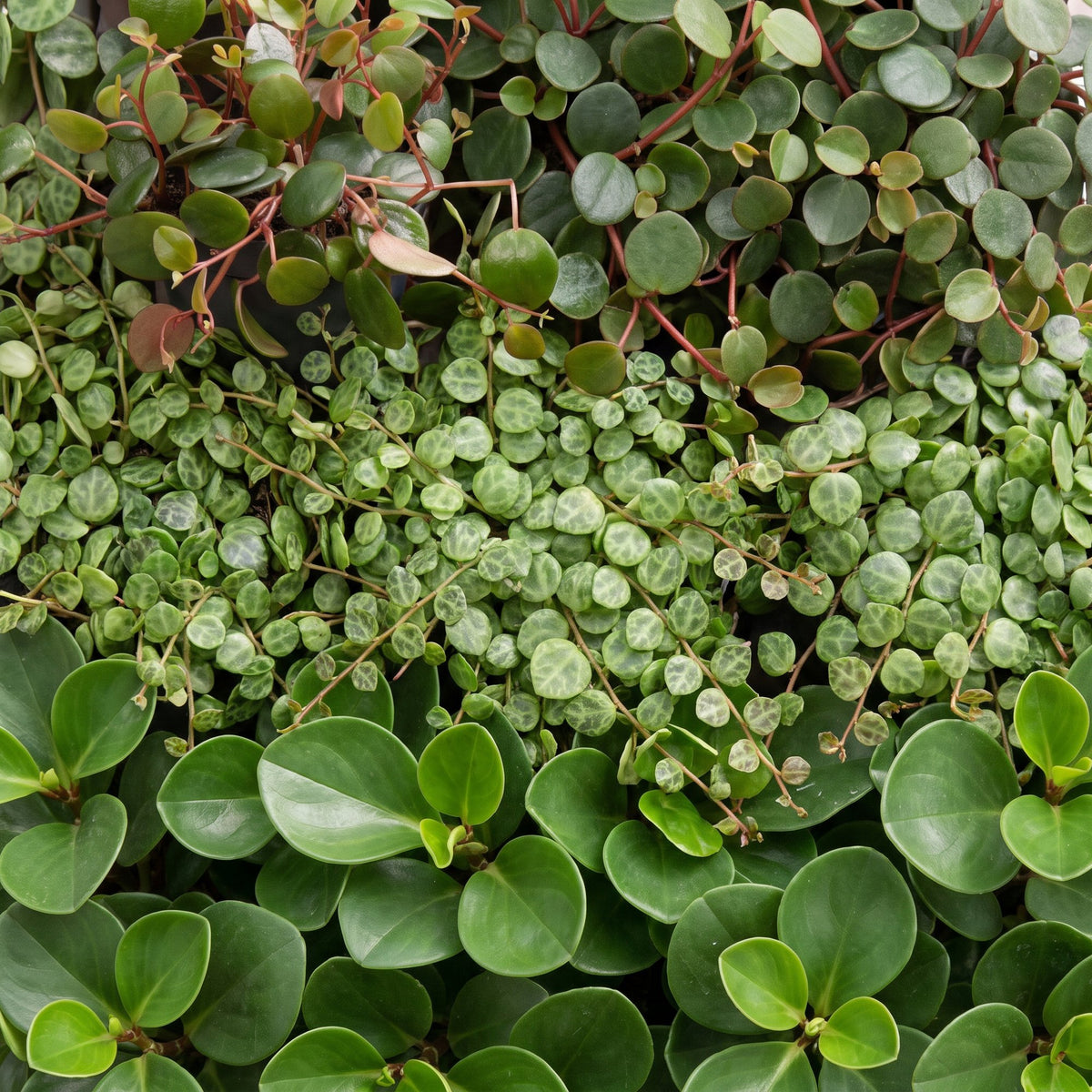 Baby Peperomia Mix 3x - Groen - Rood - Tropisch - incl. Copper Reef - Ø6cm - ↕5-15cm