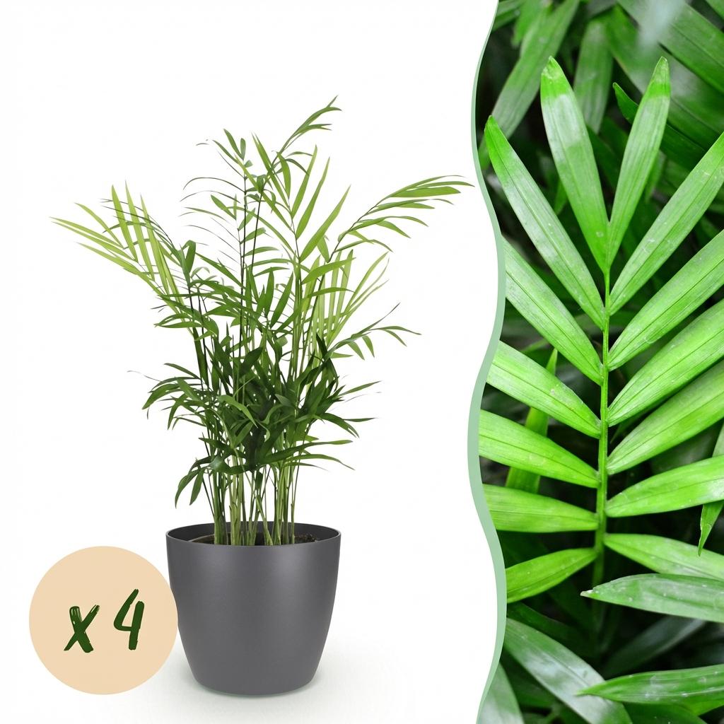 Chamaedorea elegans - Goudpalm - 4 Planten - met Potter Grijs - Pot 12cm - Hoogte 15cm