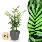 Chamaedorea elegans - Goudpalm - 4 Planten - met Potter Grijs - Pot 12cm - Hoogte 15cm