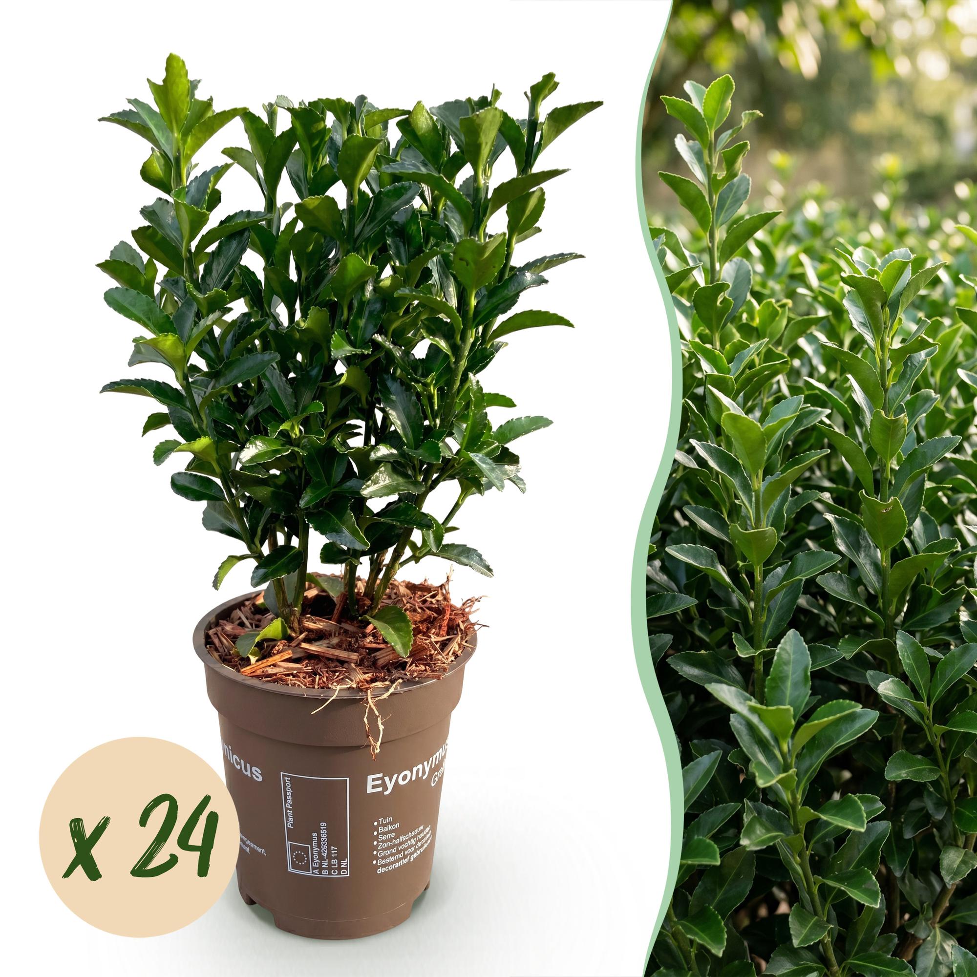 Euonymus japonica Green Spire - Kardinaalsmuts 24x - Haagplanten - Groenblijvend - Groen - Pot 9cm - Hoogte 20-25cm