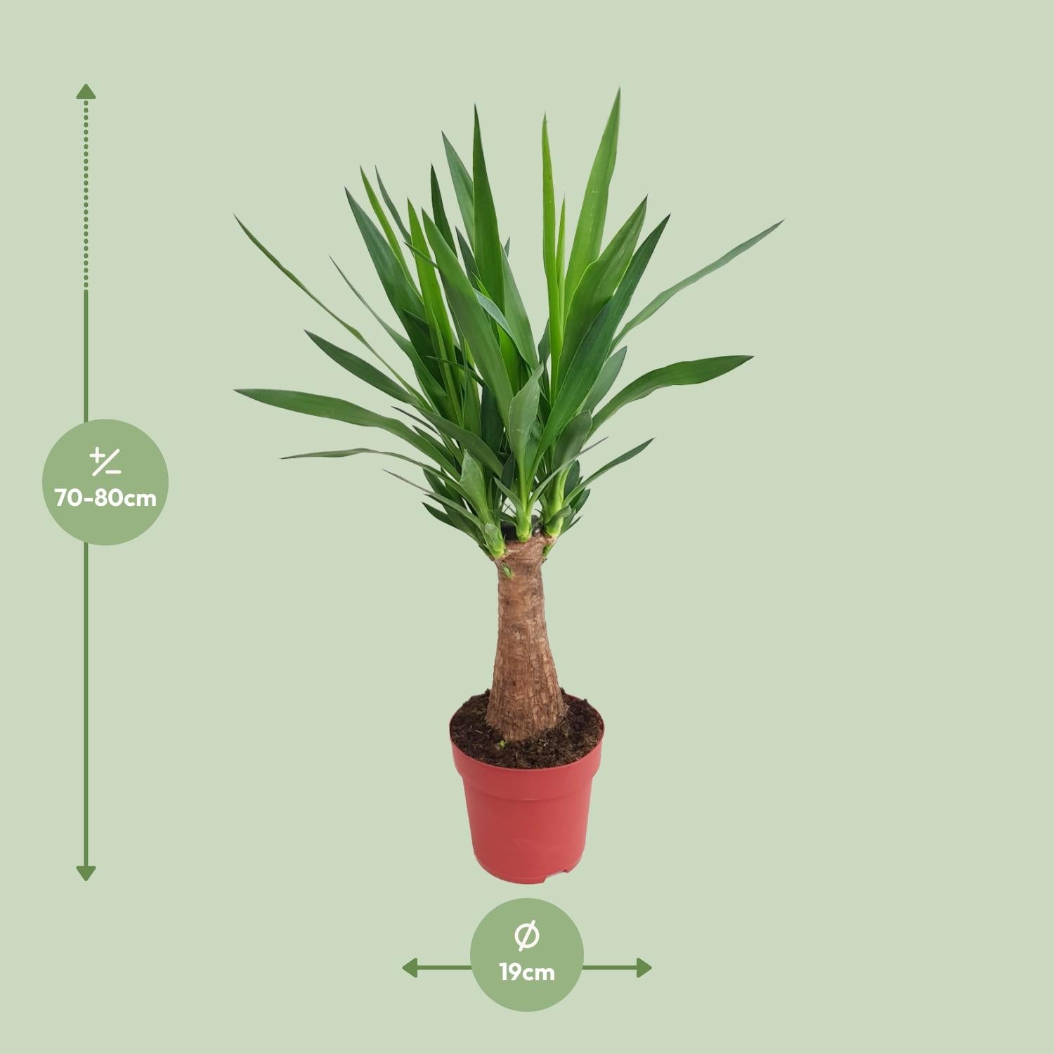 Yucca "Maya Tree" 30 stem P19 - Ø19cm - ↕80cm