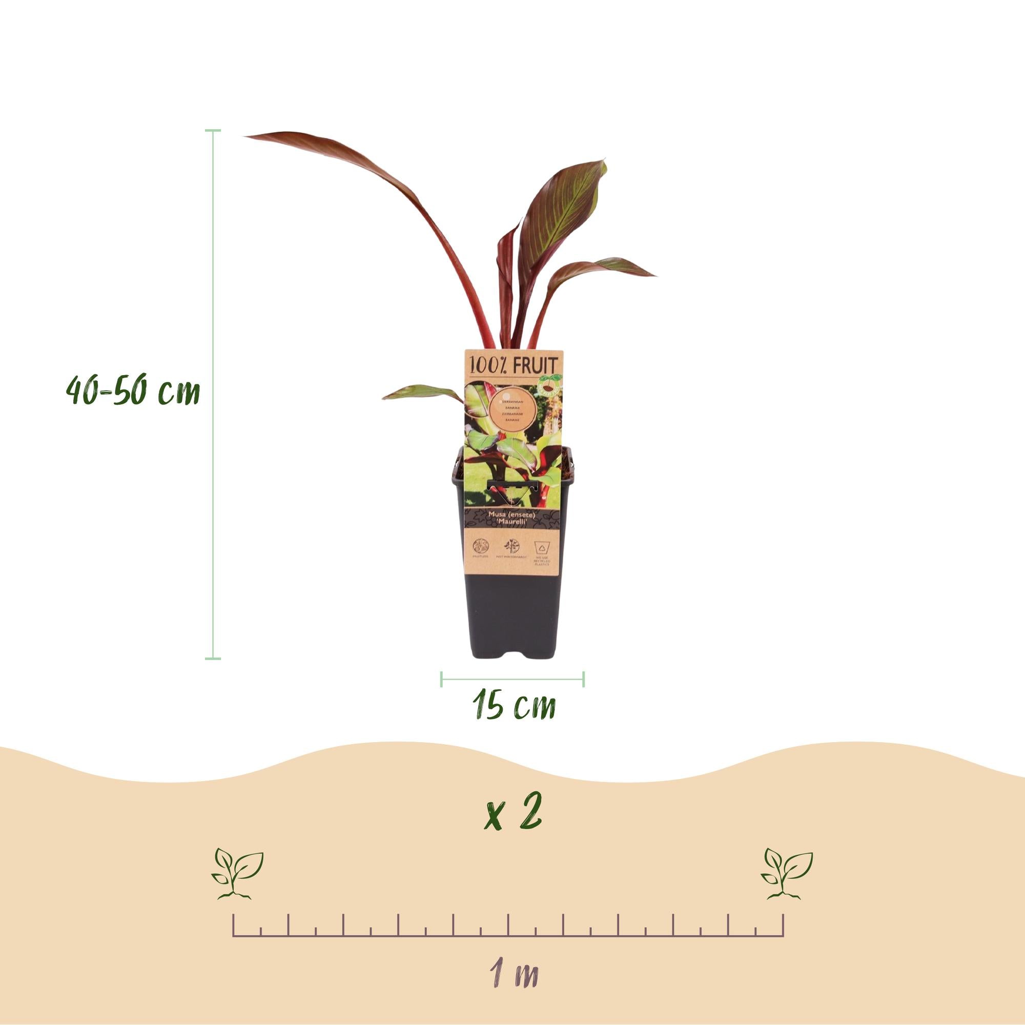 Musa ensete Maurelli - Bananenboom - Winterhard - Rood-Groen - 2 Planten - Pot 15cm - Hoogte 50cm