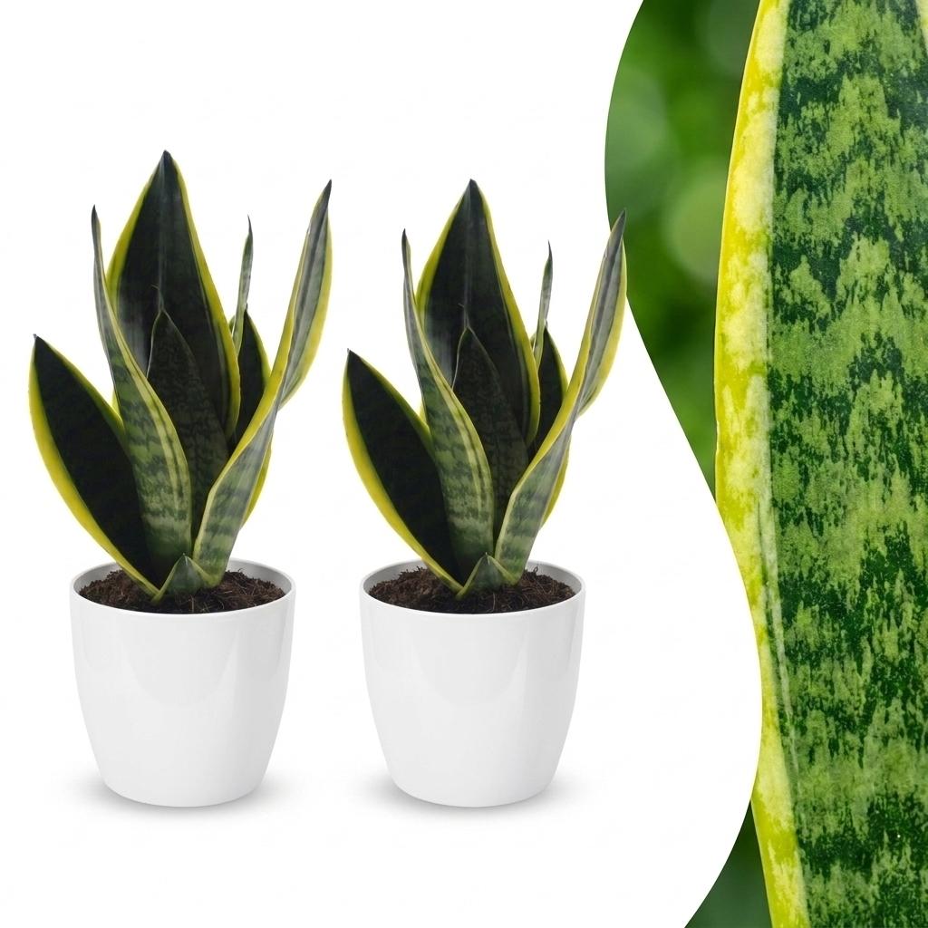 Sansevieria Future Superb - Vrouwentong - 2x - met Potter Wit - Pot 12cm - Hoogte - 35cm