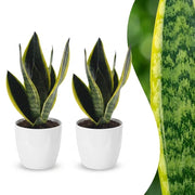 Sansevieria Future Superb - Vrouwentong - 2x - met Potter Wit - Pot 12cm - Hoogte - 35cm