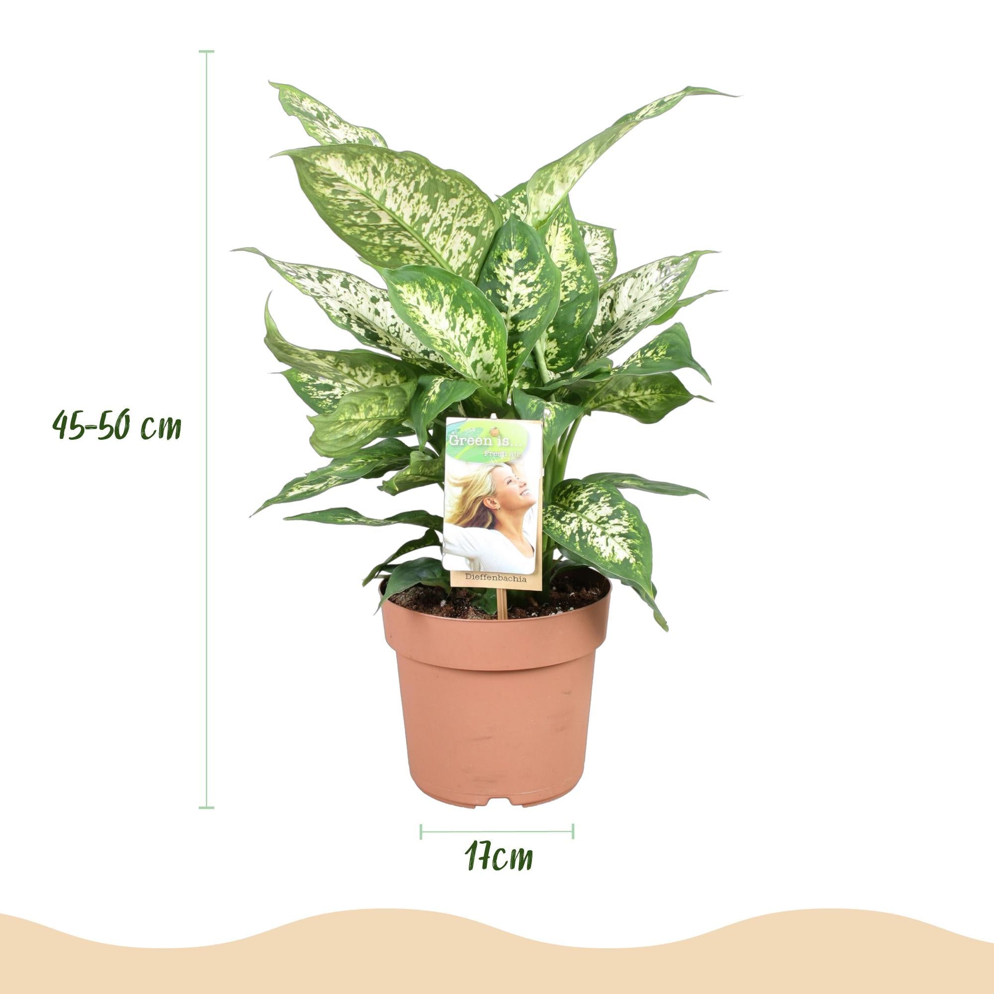 Diefenbachia Compacta - Weinig onderhoud - Groen - 1 Plant - Pot 17cm - Hoogte 45-50cm
