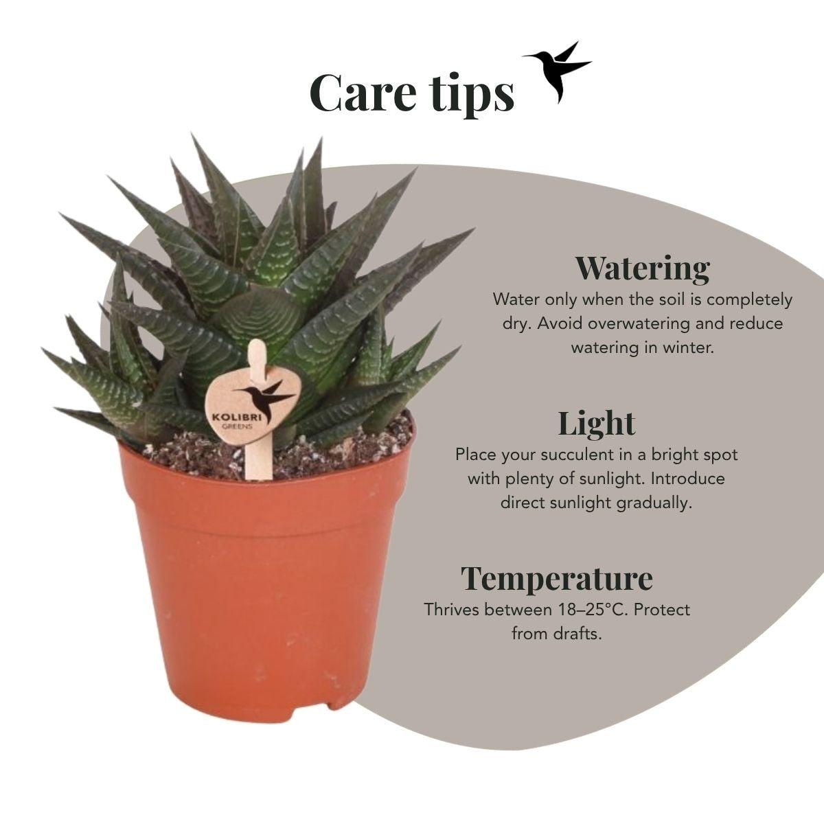 Kolibri Greens | Vetplant Haworthia Limifolia - Ø9cm