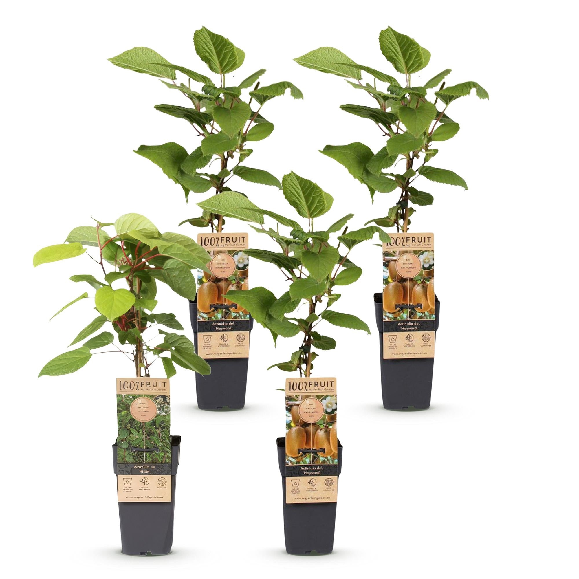 Actinidia Weiki & Hayward - Kiwiplant - 1 Mannelijke - 3 Vrouwelijke - Planten - Groen - Pot 15cm - Hoogte 50cm
