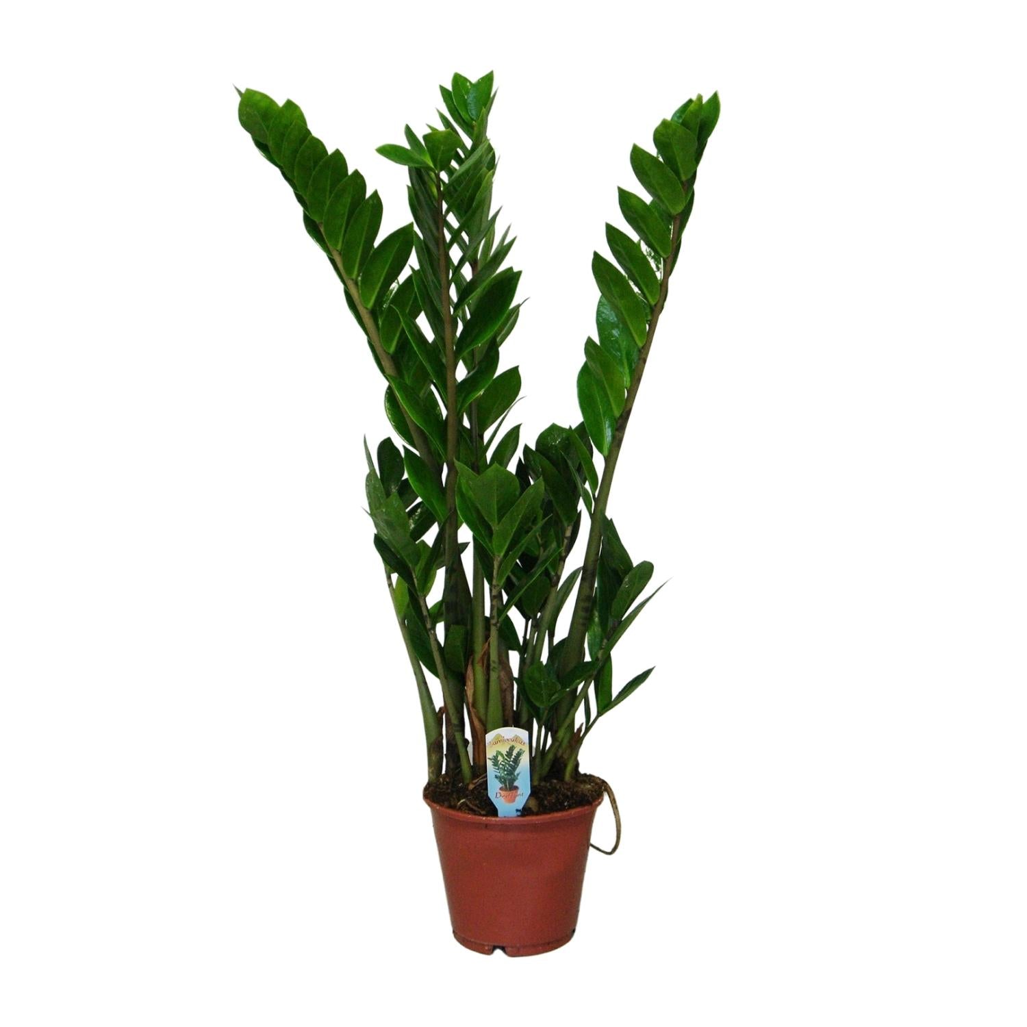 Zamioculcas Zamiifolia - Ø14 cm - ↕50 cm