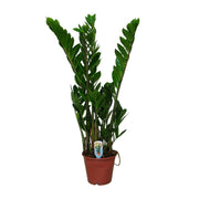 Zamioculcas Zamiifolia - Ø14 cm - ↕50 cm