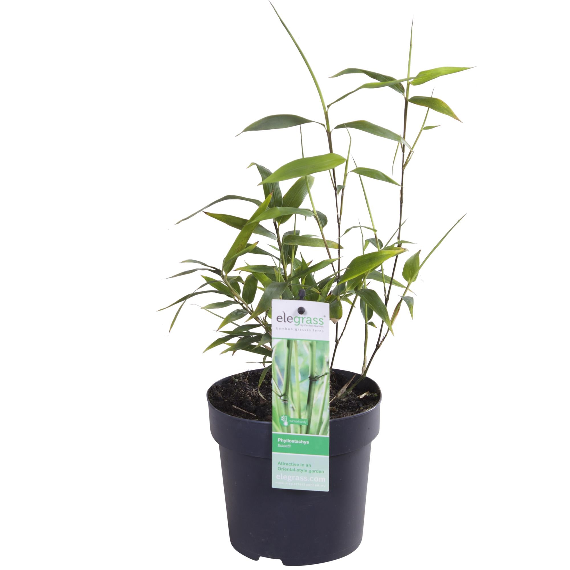Phyllostachys 'Bissetii' - Bambù a stelo verde - Ø14cm - ↕100cm
