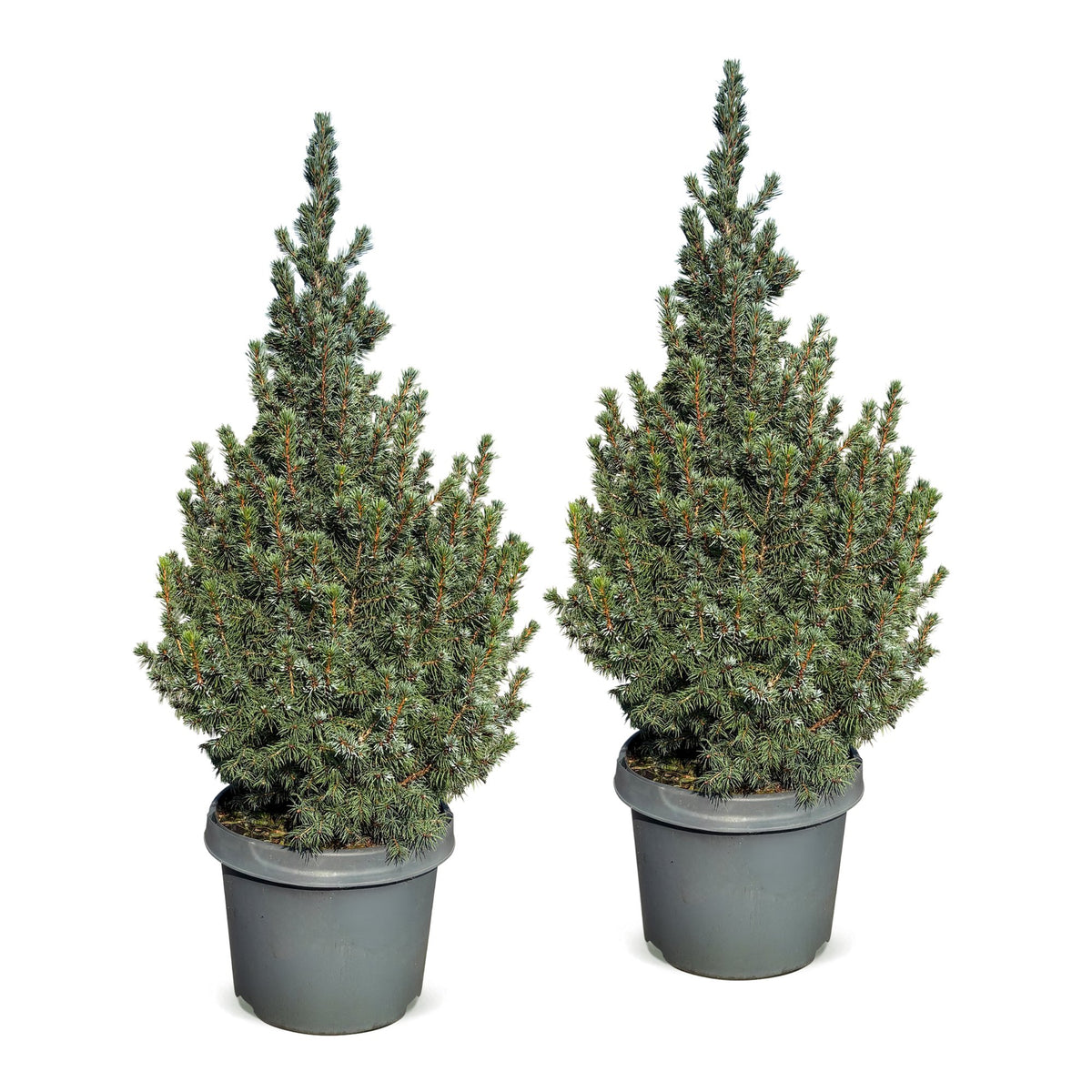 Picea glauca Sander's Blue - 2x Blauwe kegelspar - Blauw - Kerstboom - Ø23cm - ↕60cm