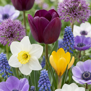 250x Bulb Garden Mix - Flower Bulbs - Bulb Garden Mix - Miscellaneous - Summer Bloomer - Bulb Size 10/12
