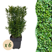Green boutiQ - Piante da siepe - Buxus sempervirens - foglia verde - 6 piante - 1 metro lineare - sempreverde - vaso 17cm altezza 45cm