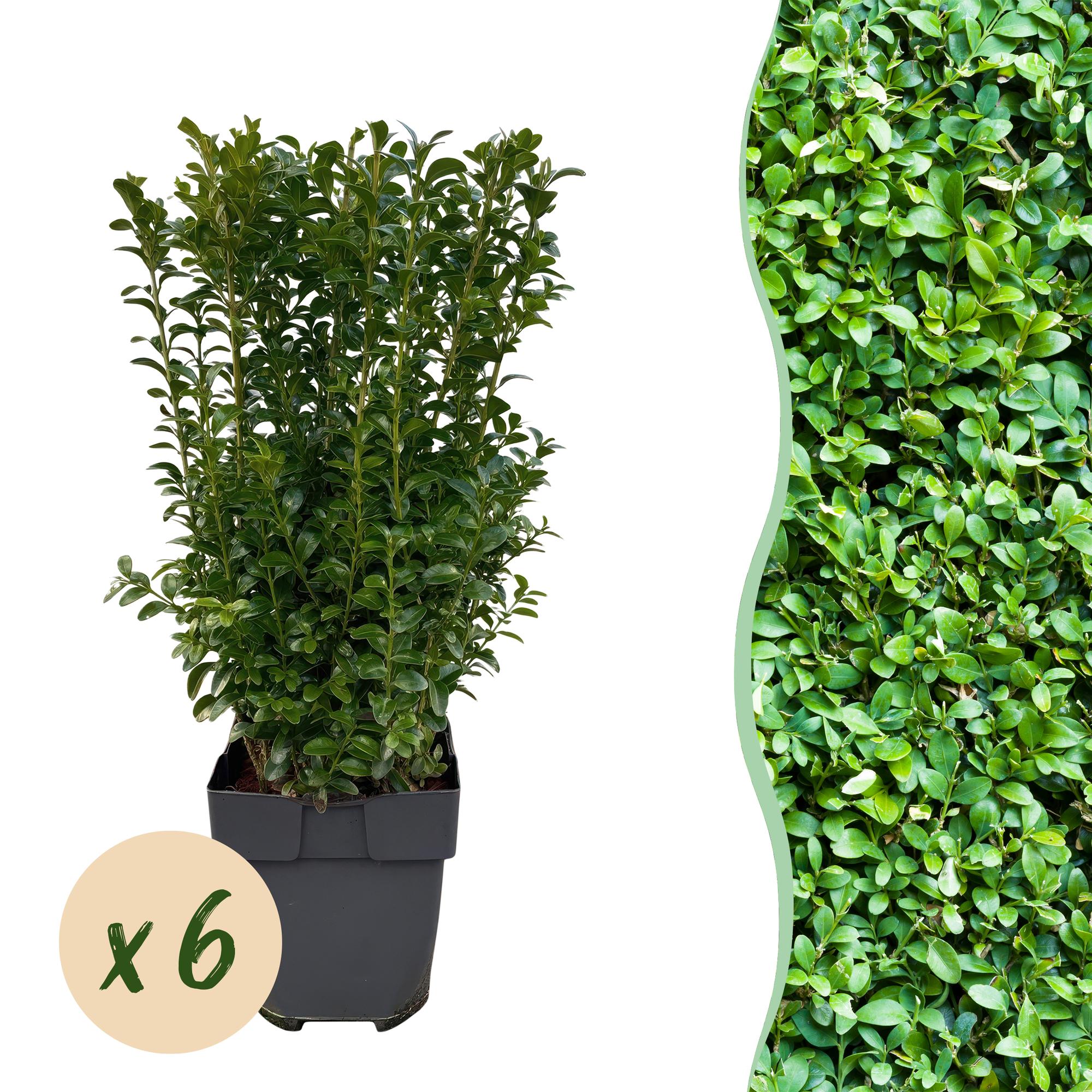 Green boutiQ - Piante da siepe - Buxus sempervirens - foglia verde - 6 piante - 1 metro lineare - sempreverde - vaso 17cm altezza 45cm