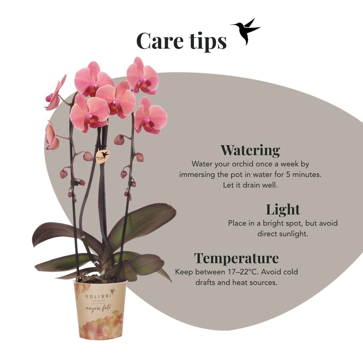 Kolibri Orchids | Combi Deal - 2 Zalmroze Phalaenopsis Orchideeën Niagara Fall Narbonne - Ø12 cm