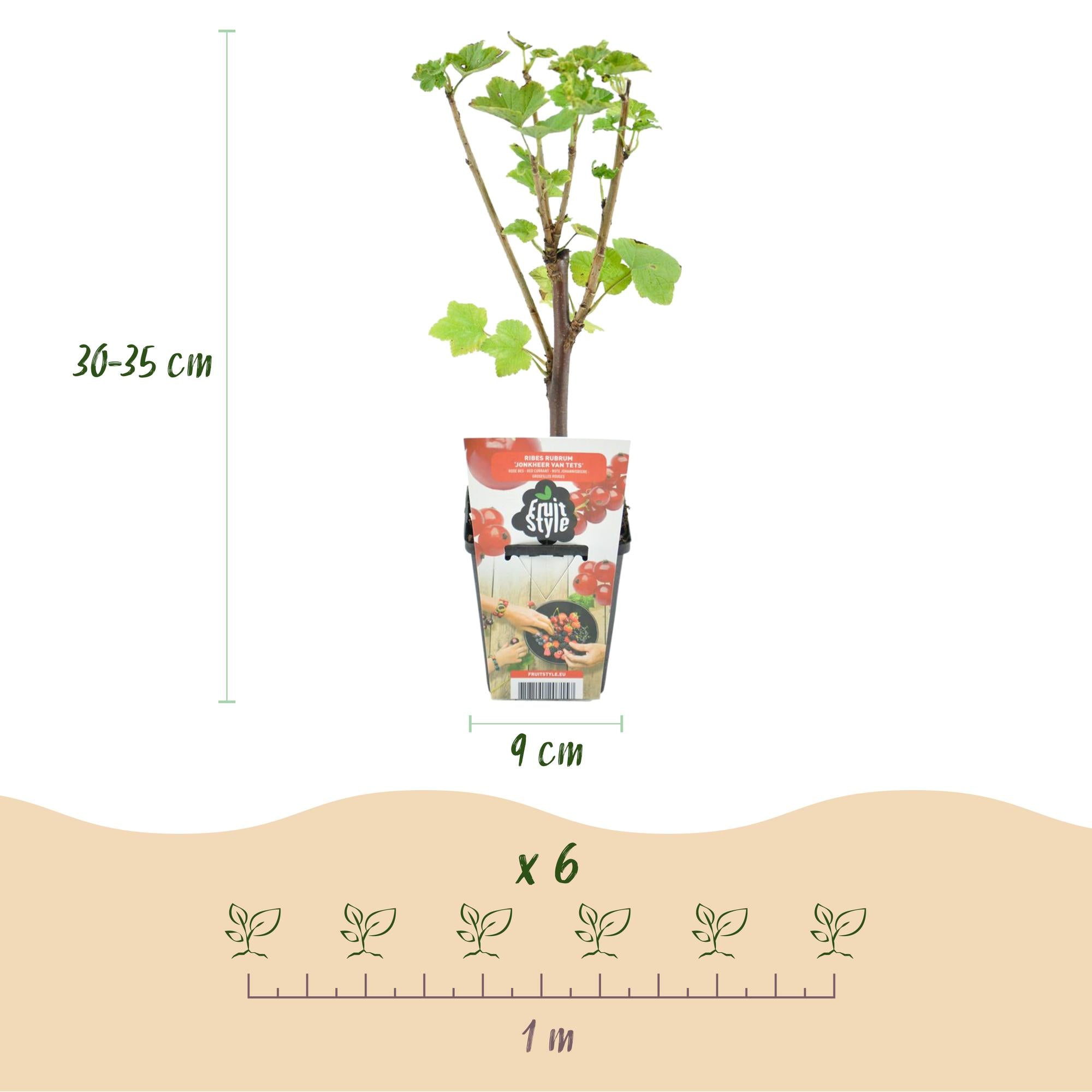 Rode Bes - Ribes rubrum Jonkheer van Tets  - Winterhard - 3 Planten - Pot 9 cm - Rode Bes