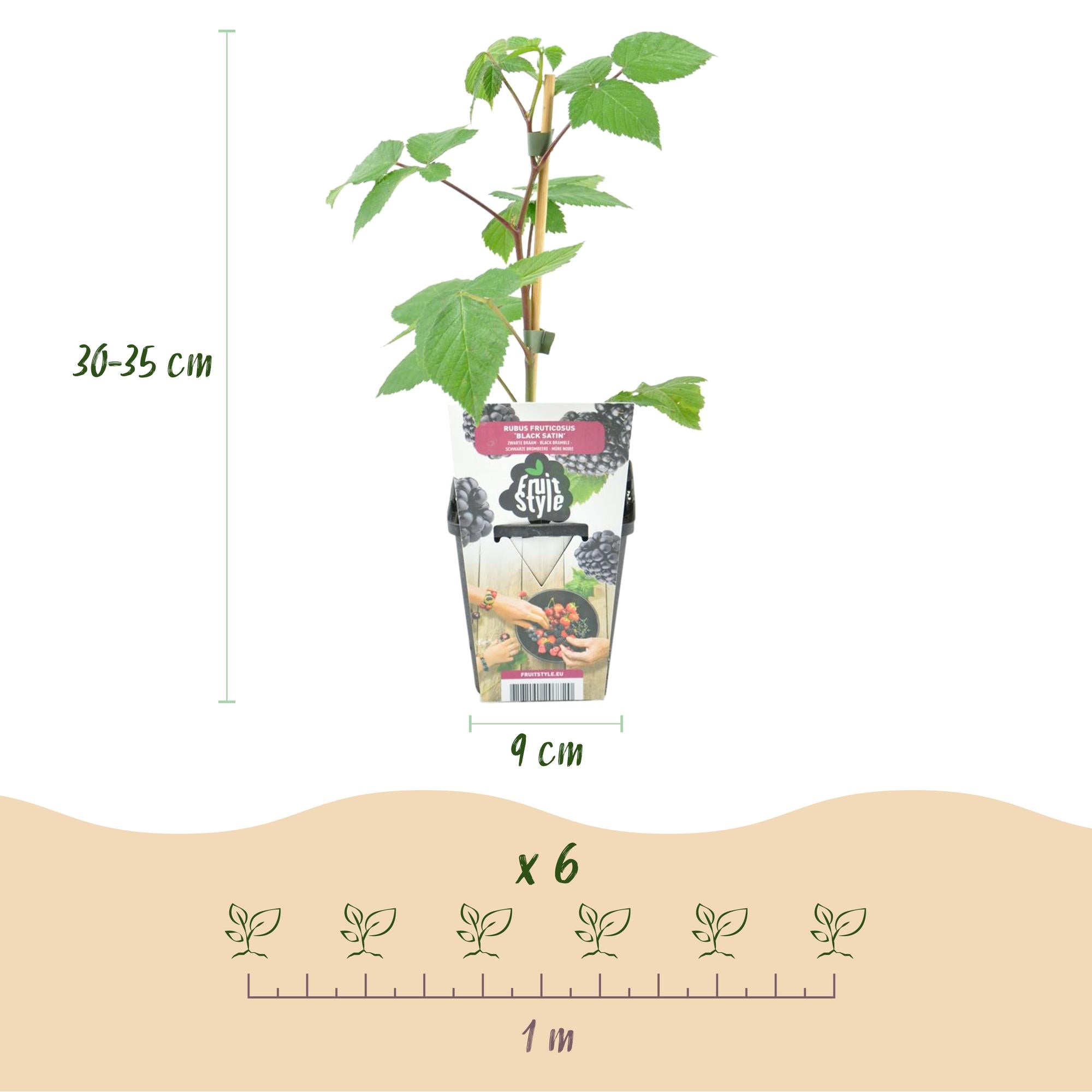 Braam - Rubus Black Satin - Winterhard - 3 Planten - Pot 9 cm - Zwarte Braam