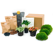 Plant terrarium kit - Coffea Arabica - Refill & Starter Kit - DIY