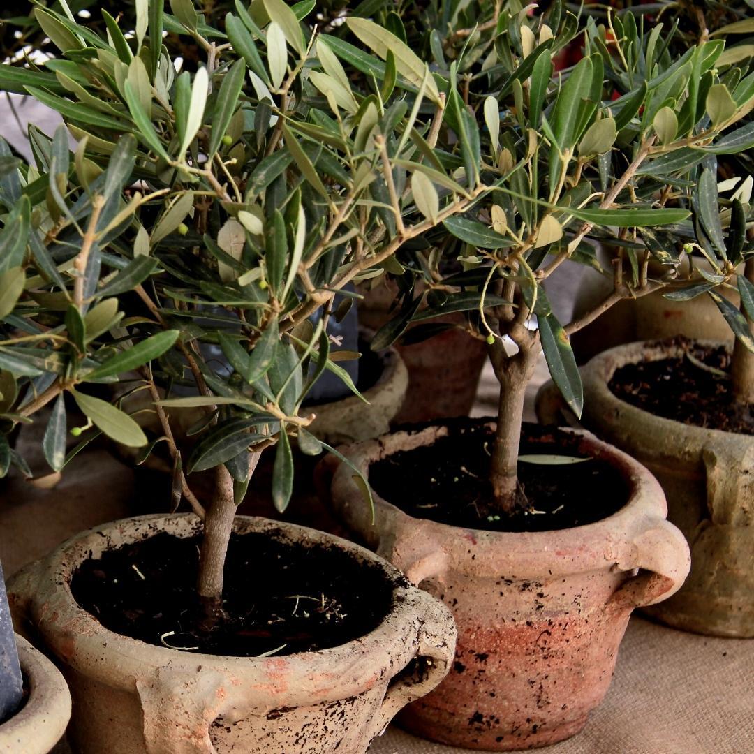 Culvita - Mediterranean Potting Soil 40 Liters including RhizoPlus - potting soil for Mediterranean plants, suitable for olive trees, citrus and palms