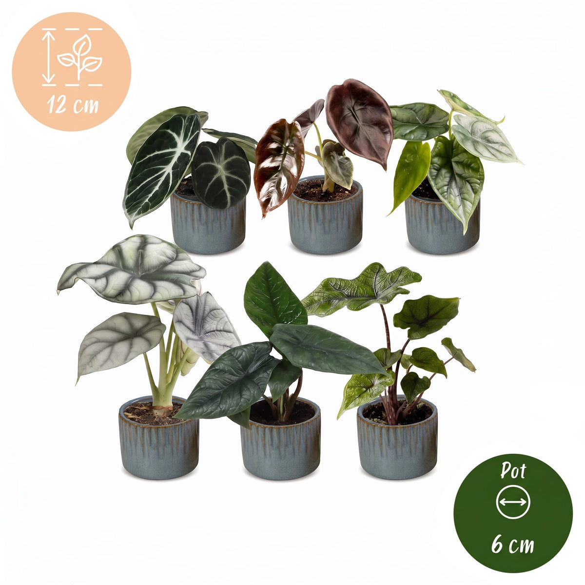 Baby Alocasia Familie 6x- Rood - Groen - Zwart - Zilver - Grijs - Tropisch - incl. Linnea Misty Blue - Ø6cm - ↕12cm