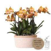 Kolibri Orchids | Conjunto de orquídeas naranjas en cesta de algodón con depósito de agua incluido | Tres orquídeas naranjas Las Vegas de 12 cm | Ramo individual naranja con depósito de agua incorporado.