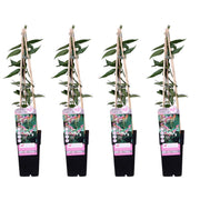 4x - Lonicera henryi - ↨65cm - Ø15