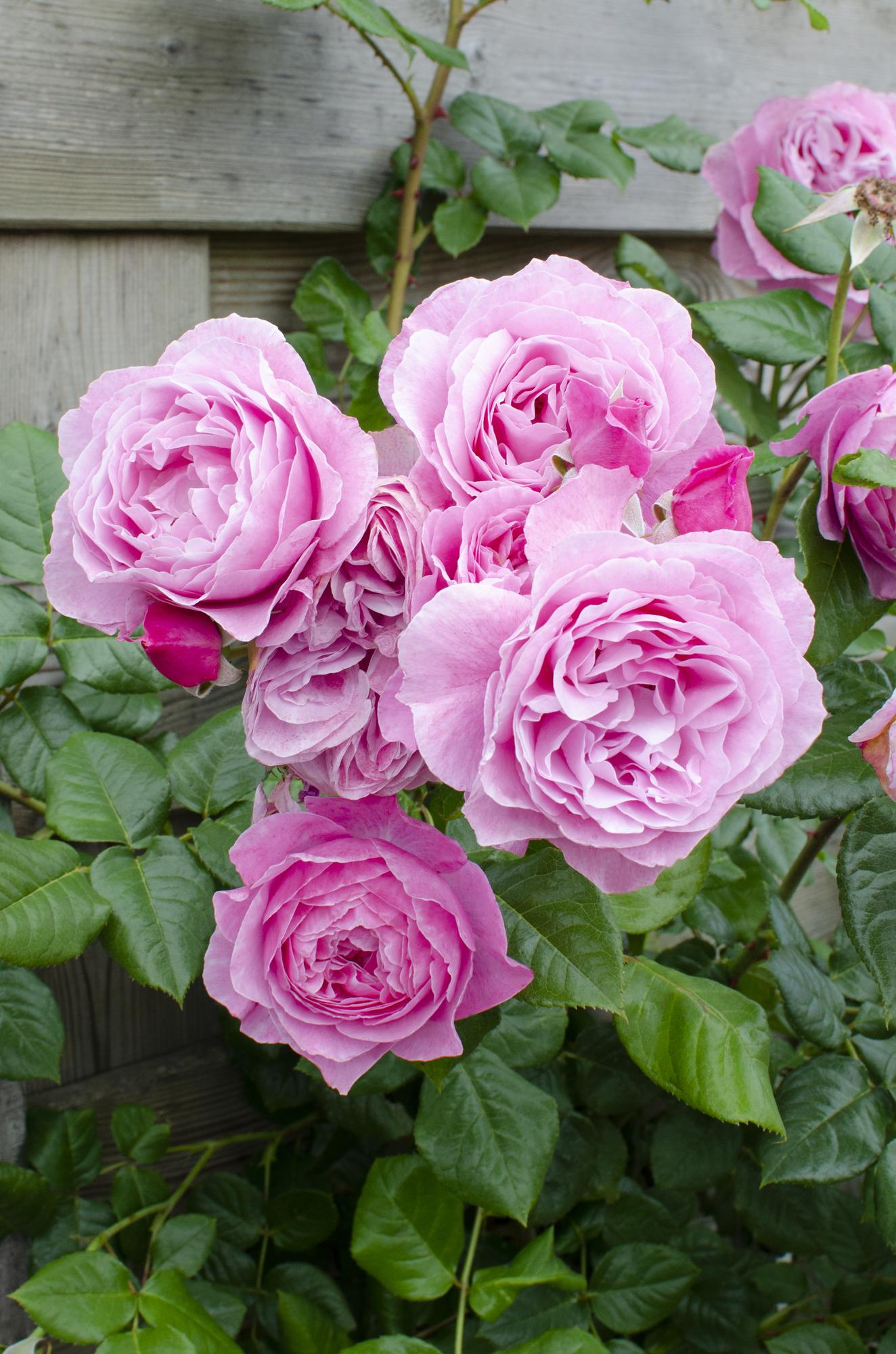 Rosa 'Pink' de Crazy in Love - Rosa rosa - Ø15cm - ↕65cm
