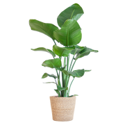 Strelitzia Nicolai met Sofia mand naturel - 80cm - Ø21