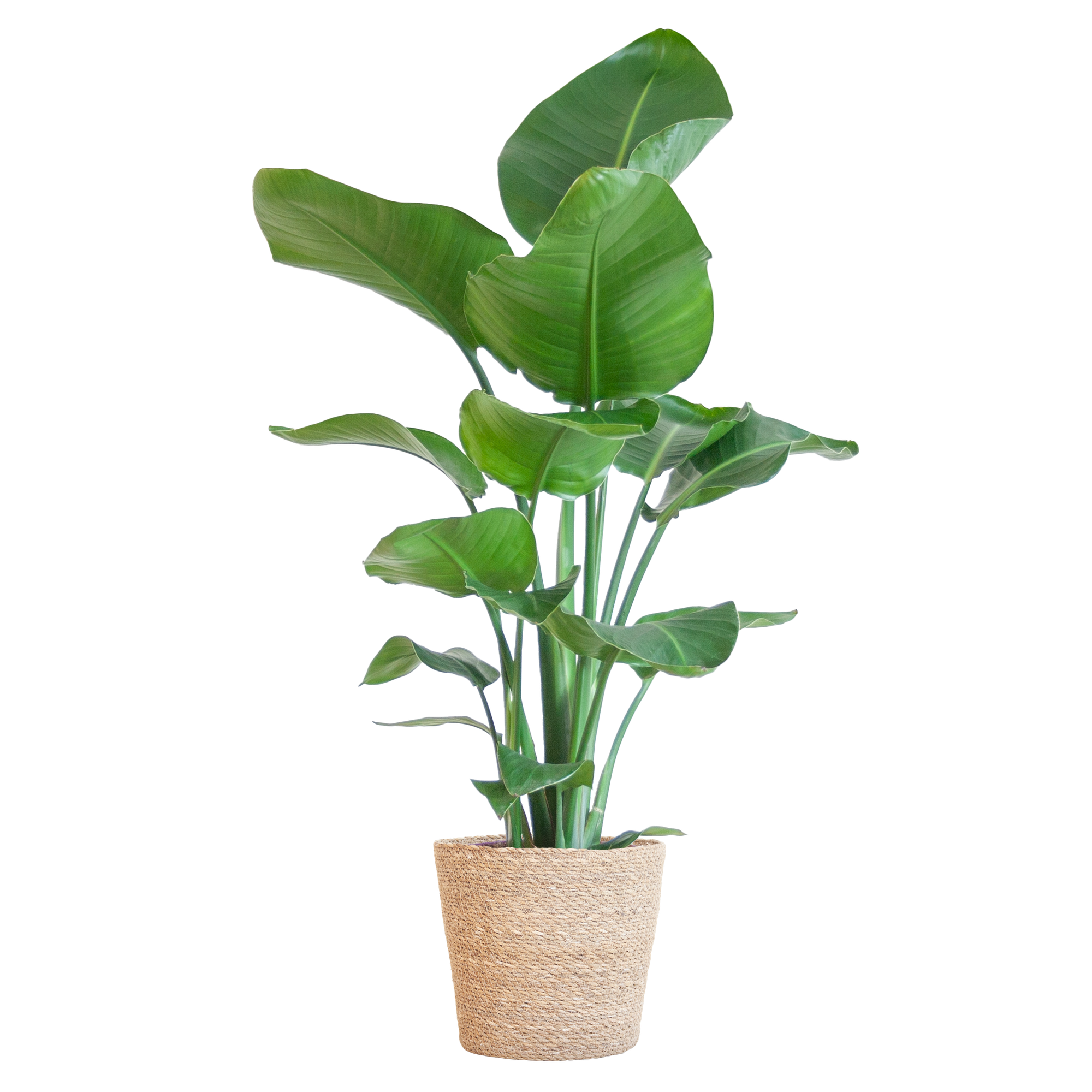 Strelitzia Nicolai met Sofia mand naturel - 80cm - Ø21