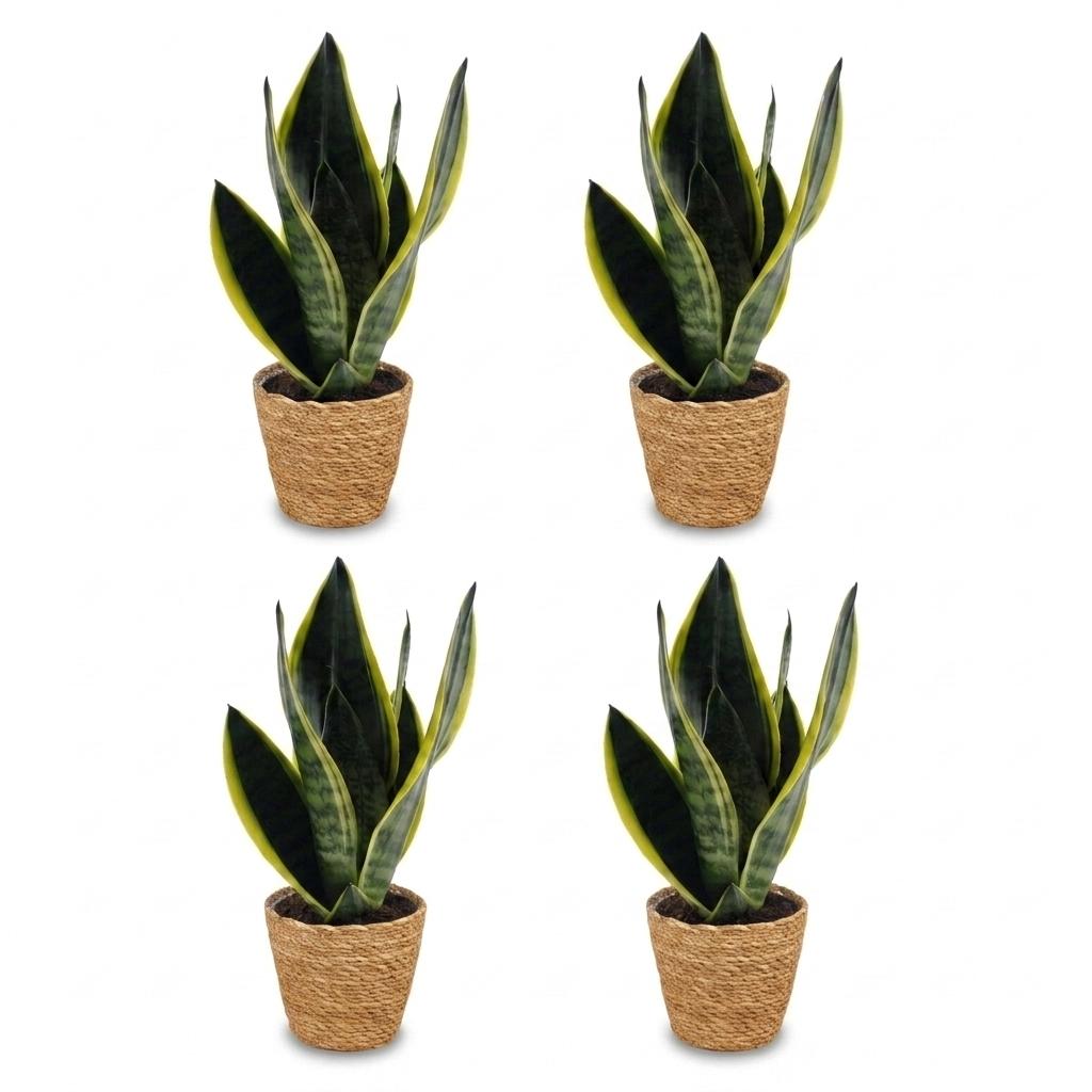 Sansevieria Future Superb - Vrouwentong - 4x - met Mand - Pot 12cm - Hoogte 35cm