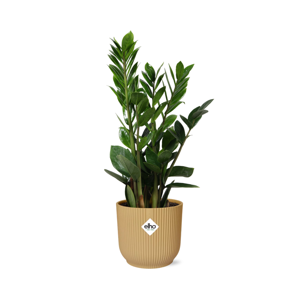 Zamioculcas – Altezza 45-50 in ELHO Vibes Fold 14cm giallo